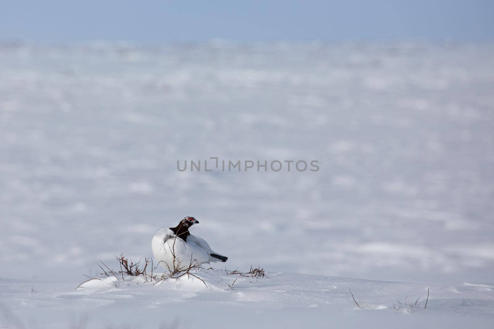 Adult male rock ptarmigan surrounded by snow in the arctic tundra by Granchinho