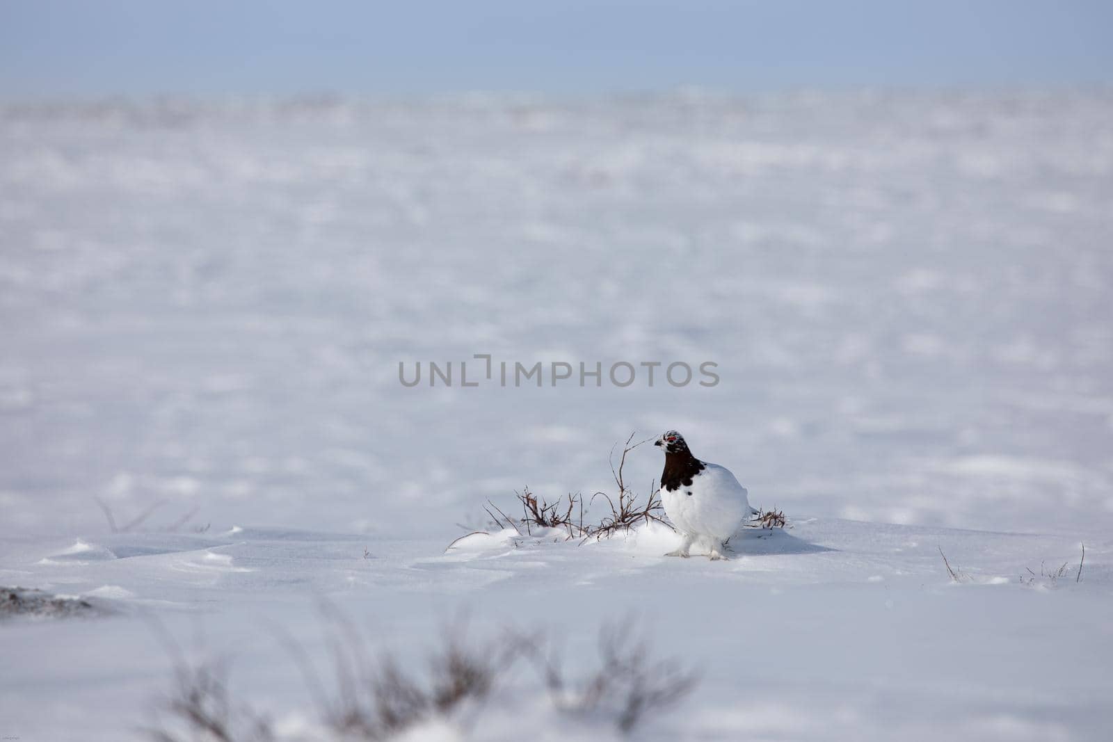 Adult male rock ptarmigan, Lagopus mutus, surveying its territory while sitting in snow with willow branches in the background, near Arviat, Nunavut