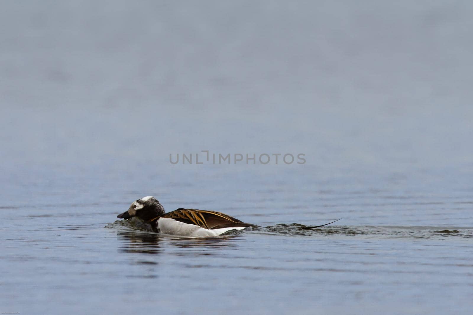 Male long-tailed duck swimming in a small pond by Granchinho