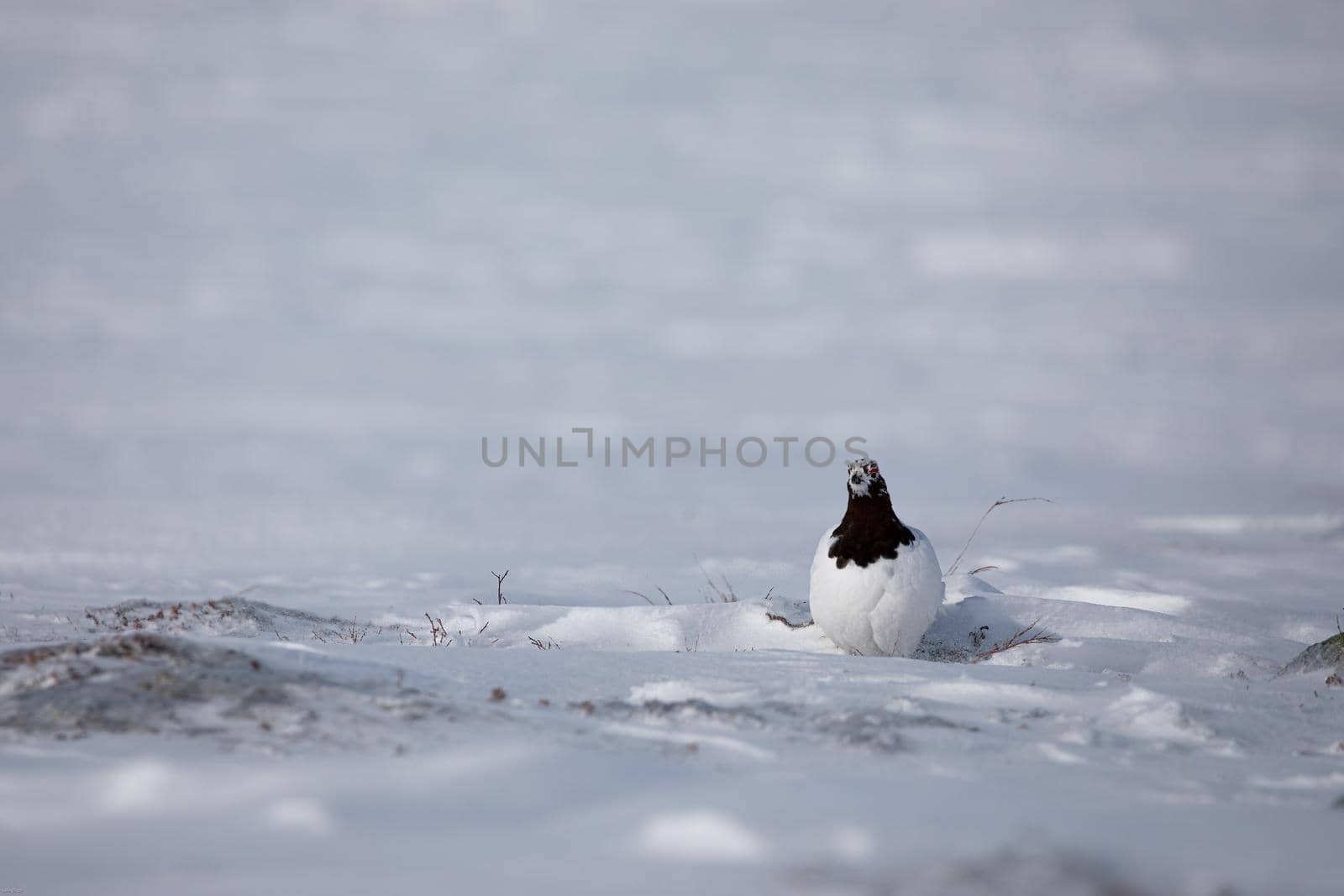 Adult male rock ptarmigan surrounded by snow in the arctic tundra by Granchinho