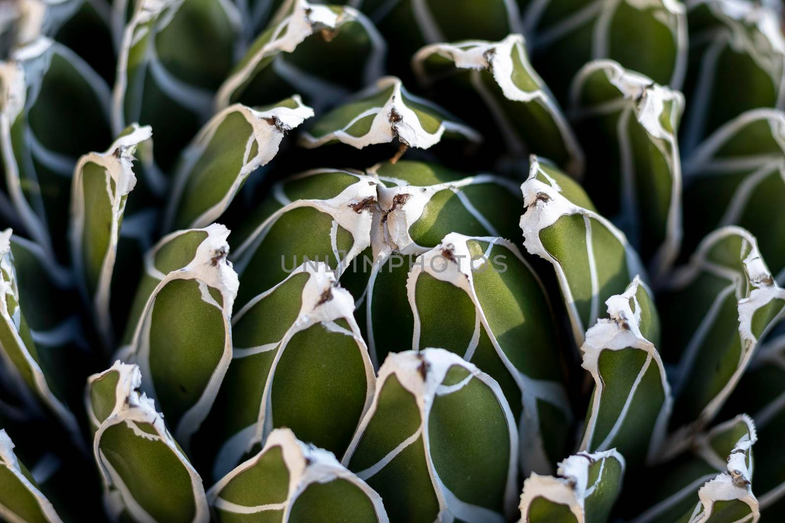 Agave victoriae reginae beautiful plant by Bilalphotos