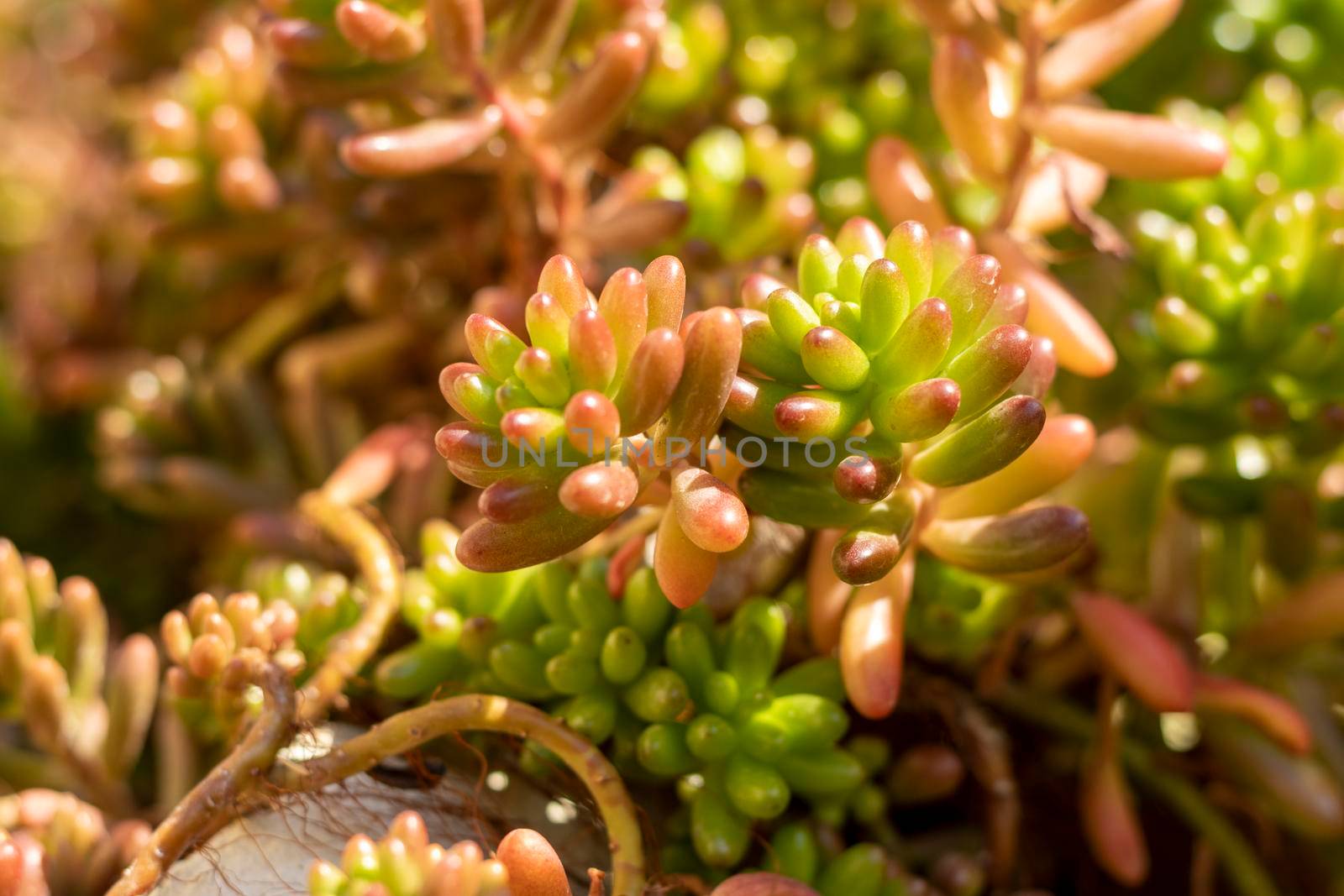 Sedum rubrotinctum succulents in winter