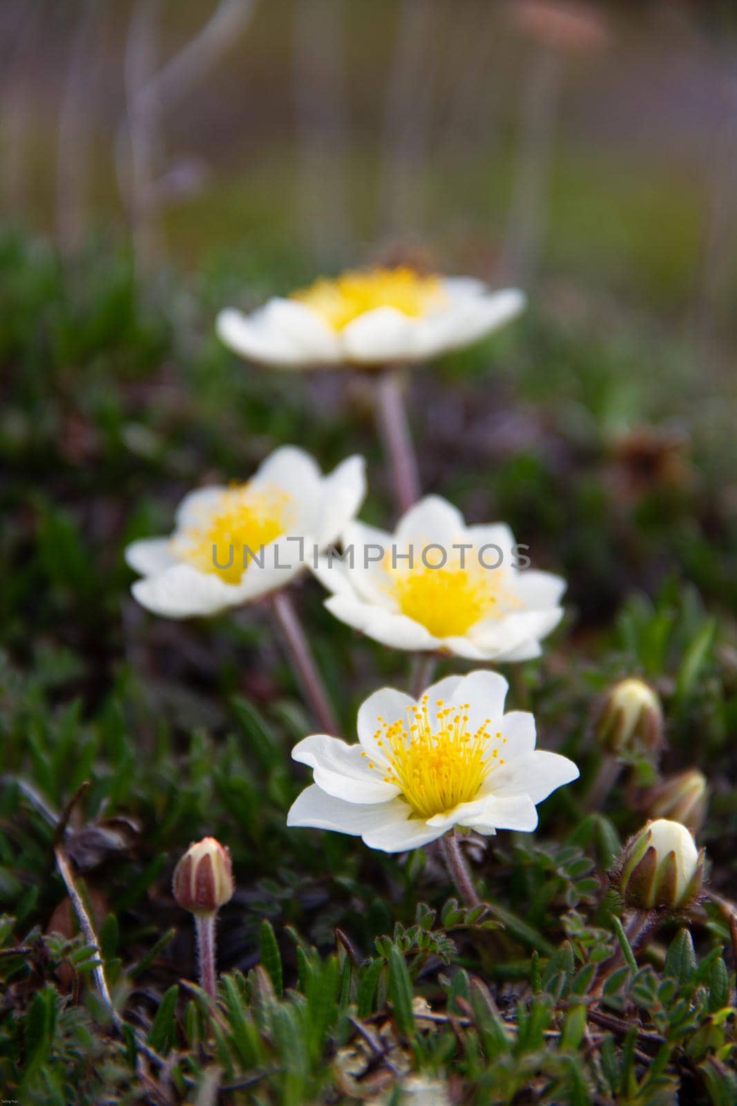 Arctic mountain avens or alpine dryad, forming a large colony of plants on the arctic tundra that are round-hugging and thrive in the cold