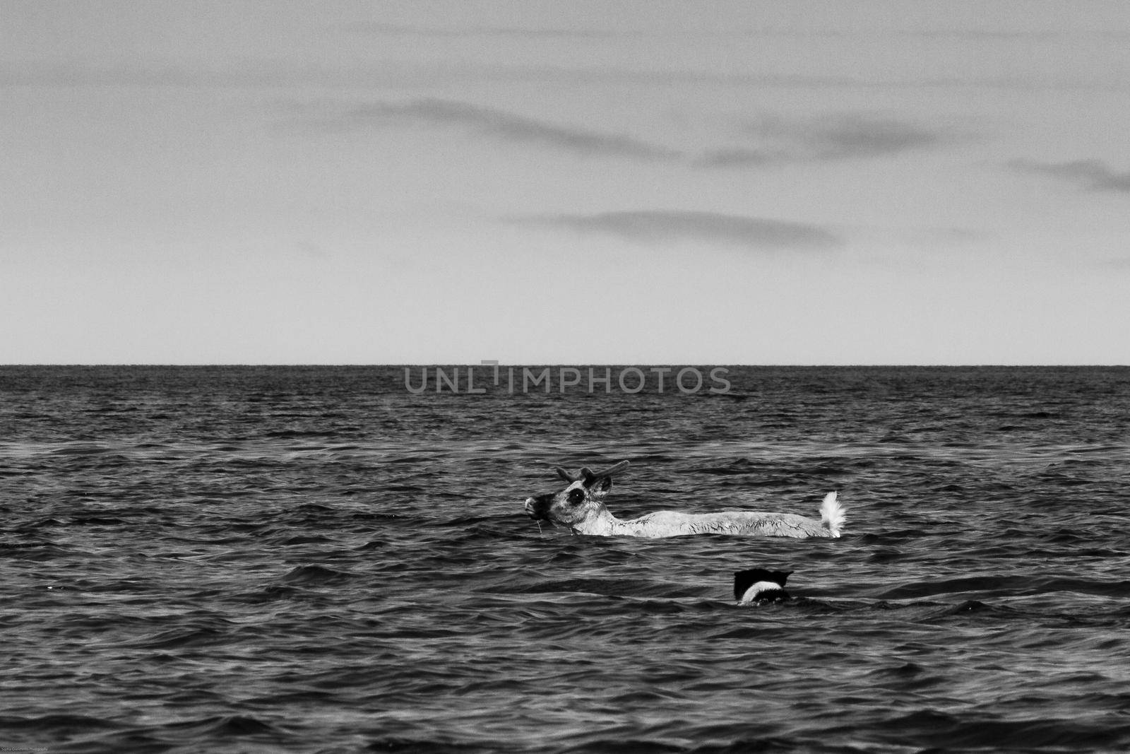 Black and white of a young barren-ground caribou swimming through water with a dog chasing by Granchinho