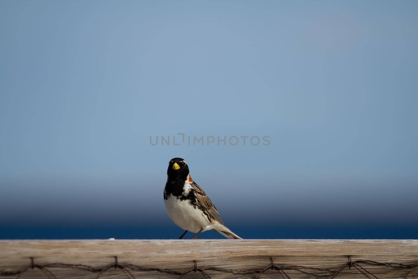 Lapland longspur bird standing on a post with blue skies in the background, near Arviat, Nunavut Canada. High quality photo
