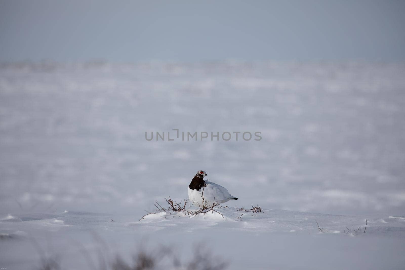 Adult male rock ptarmigan surrounded by snow in the arctic tundra by Granchinho