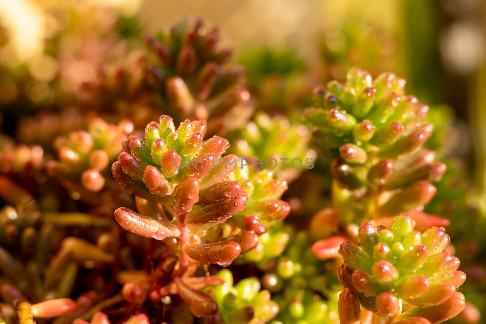 Sedum rubrotinctum succulents closeup view