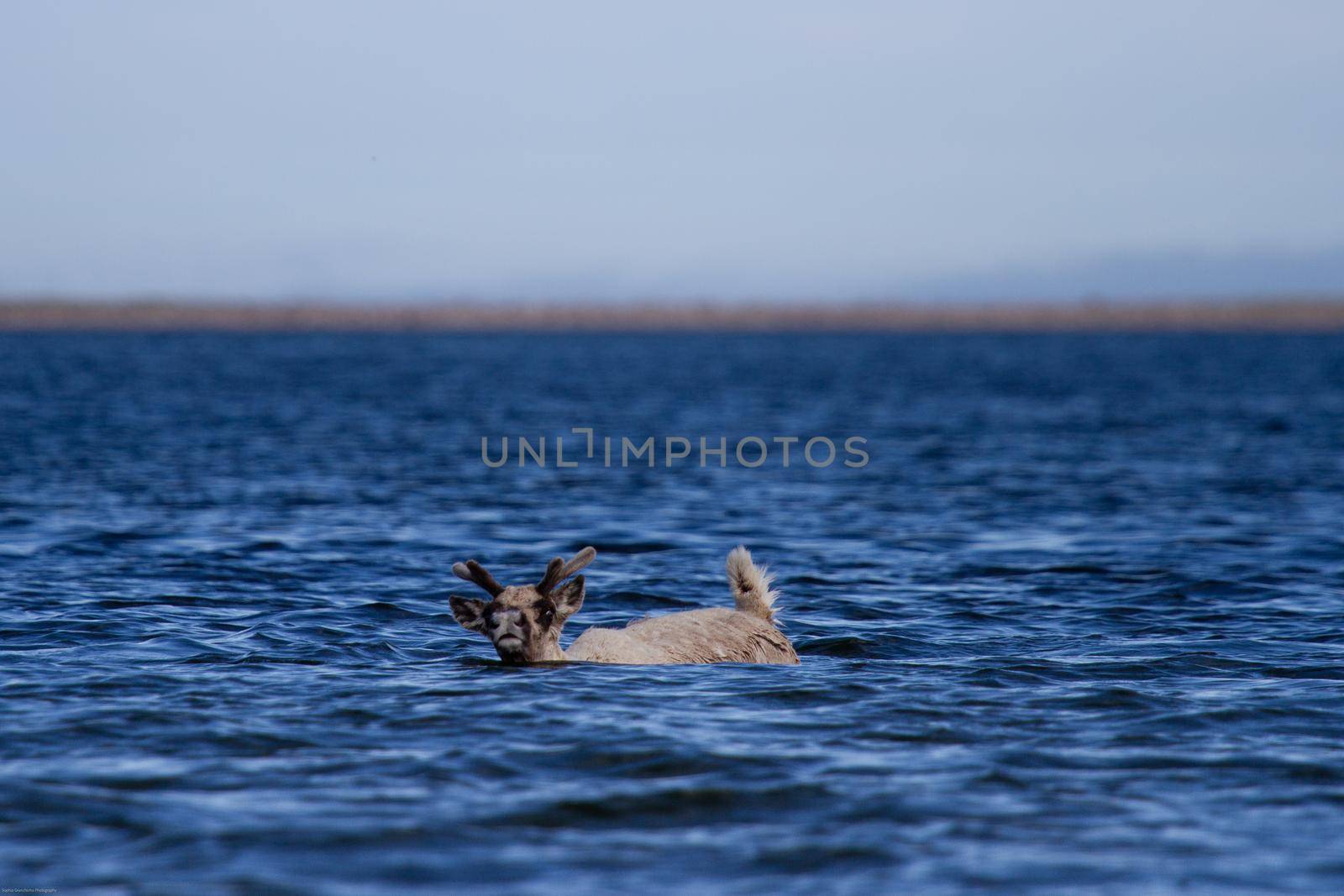 Young barren-ground caribou, rangifer tarandus groenlandicus, swimming through water near Arviat Nunavut