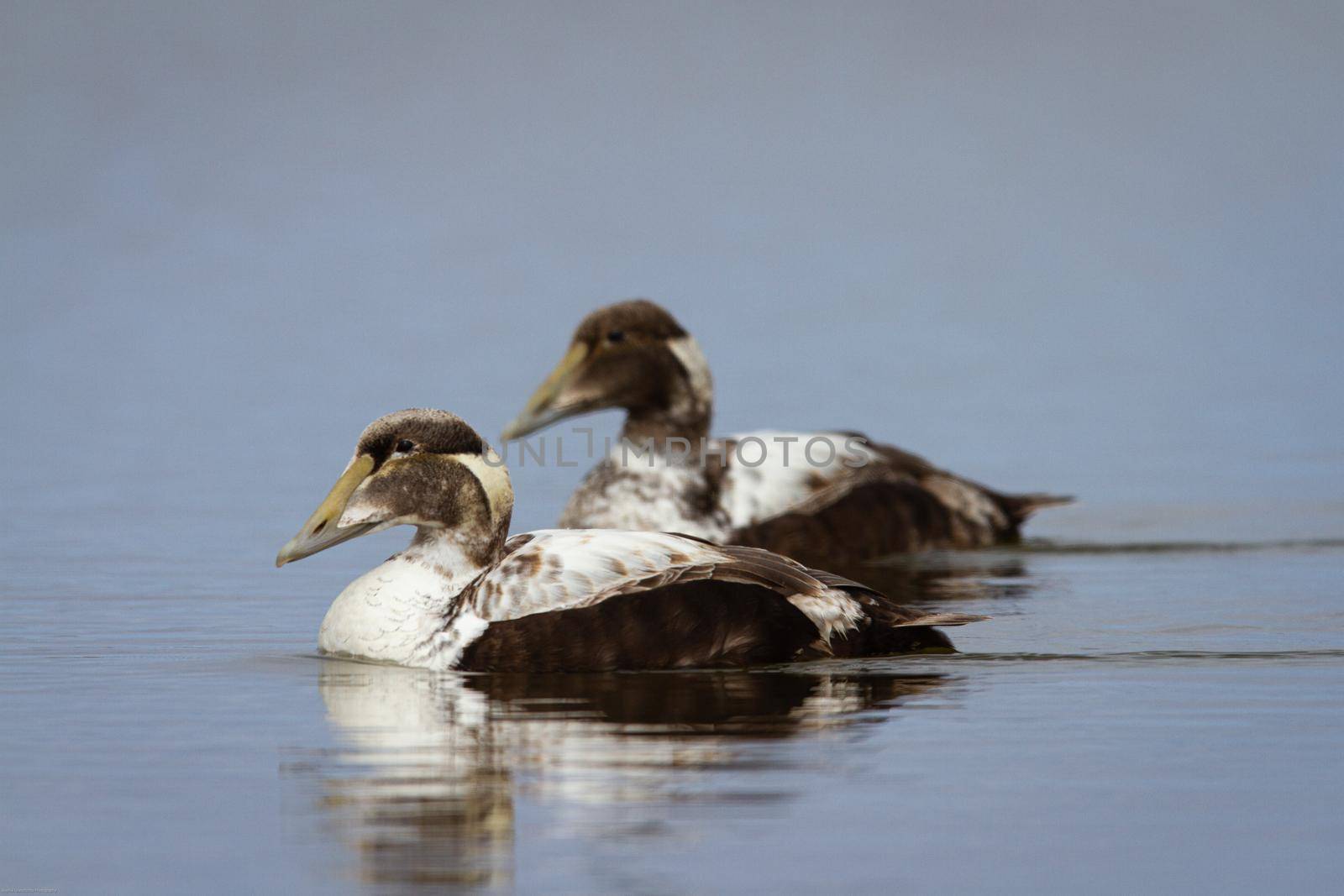 Two young male common eider ducks swimming a pond by Granchinho