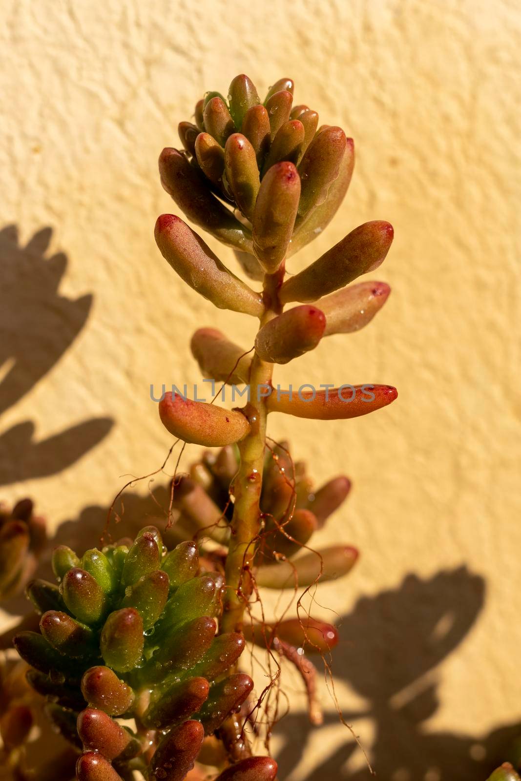 Close up of a Sedum rubrotinctum plant