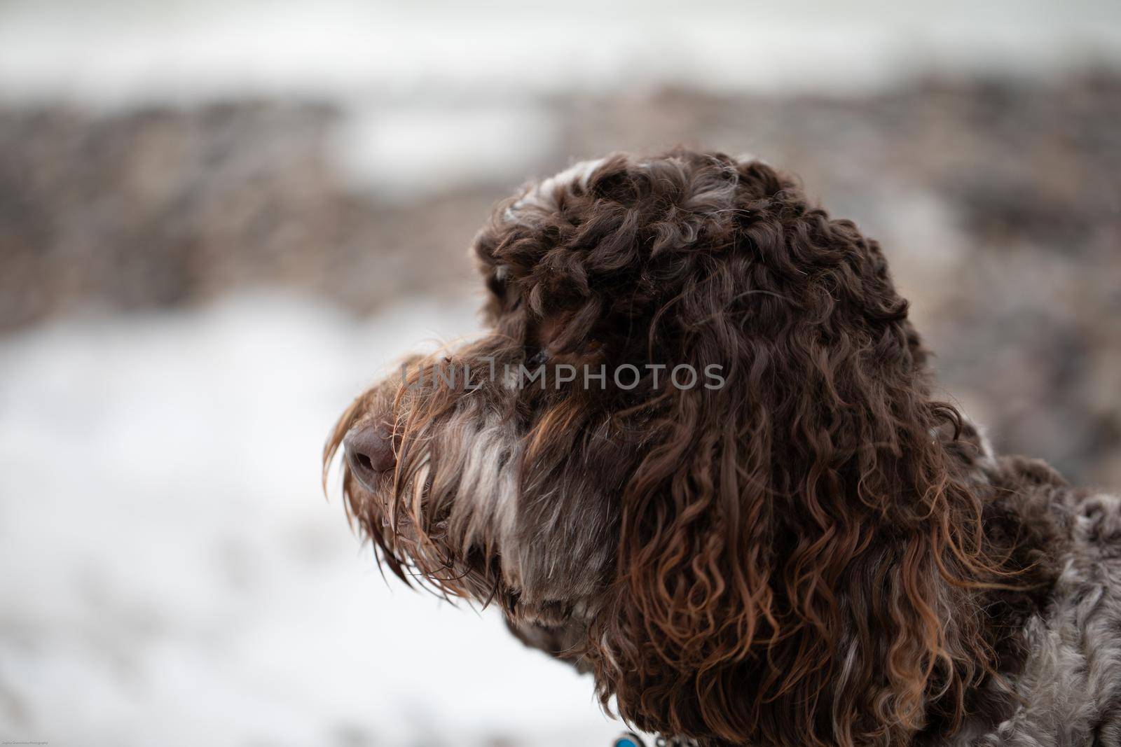 Beautiful Australian Labradoodle dog staring by Granchinho