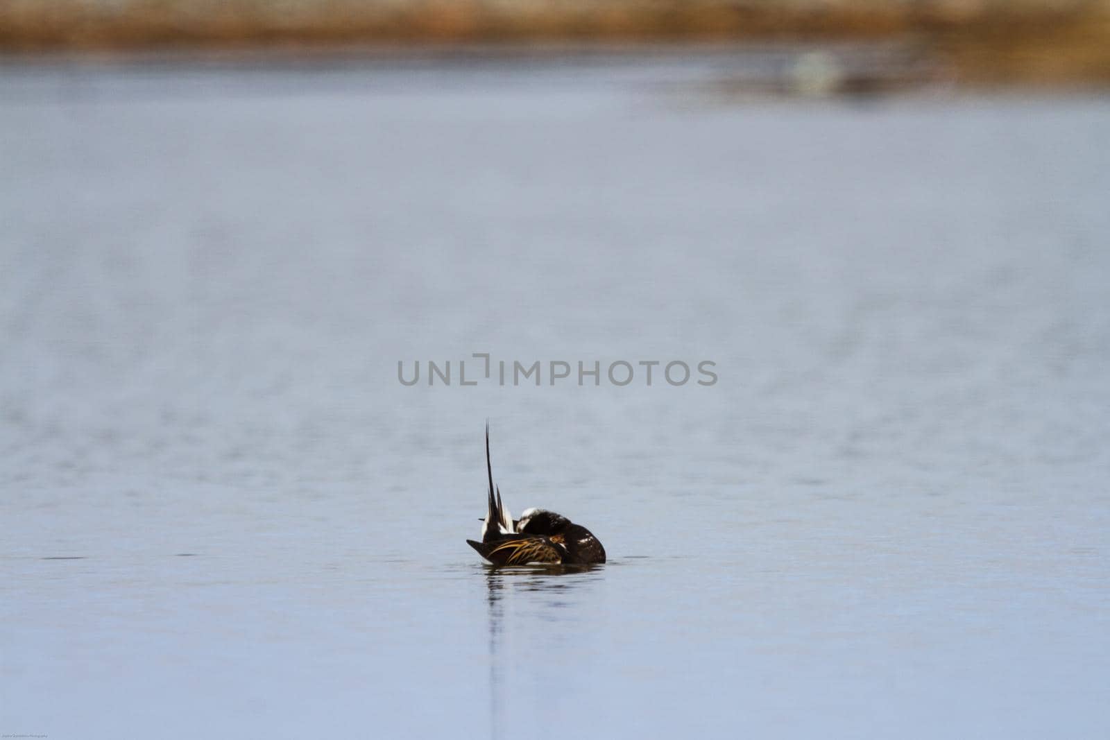 Male long-tailed duck hiding between its wings by Granchinho