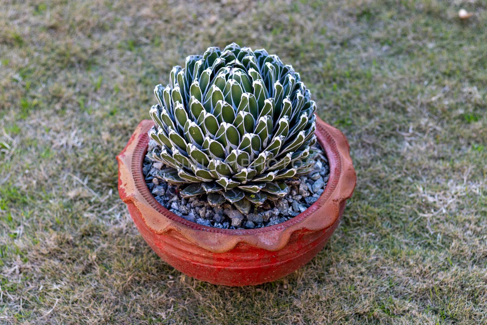 Royal agave plant in a pot