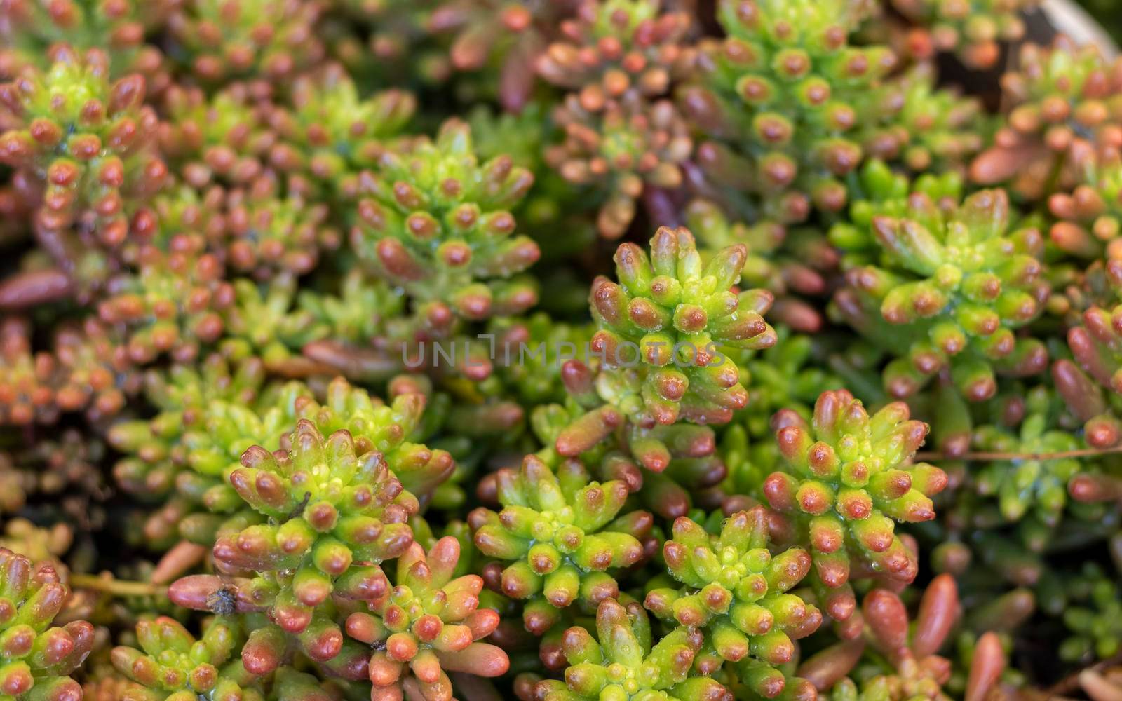 Sedum rubrotinctum succulent in spring season