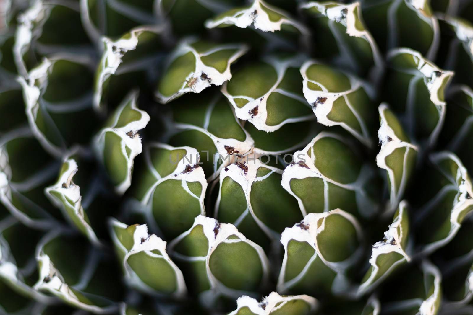 Agave victoriae funnel shape plant by Bilalphotos