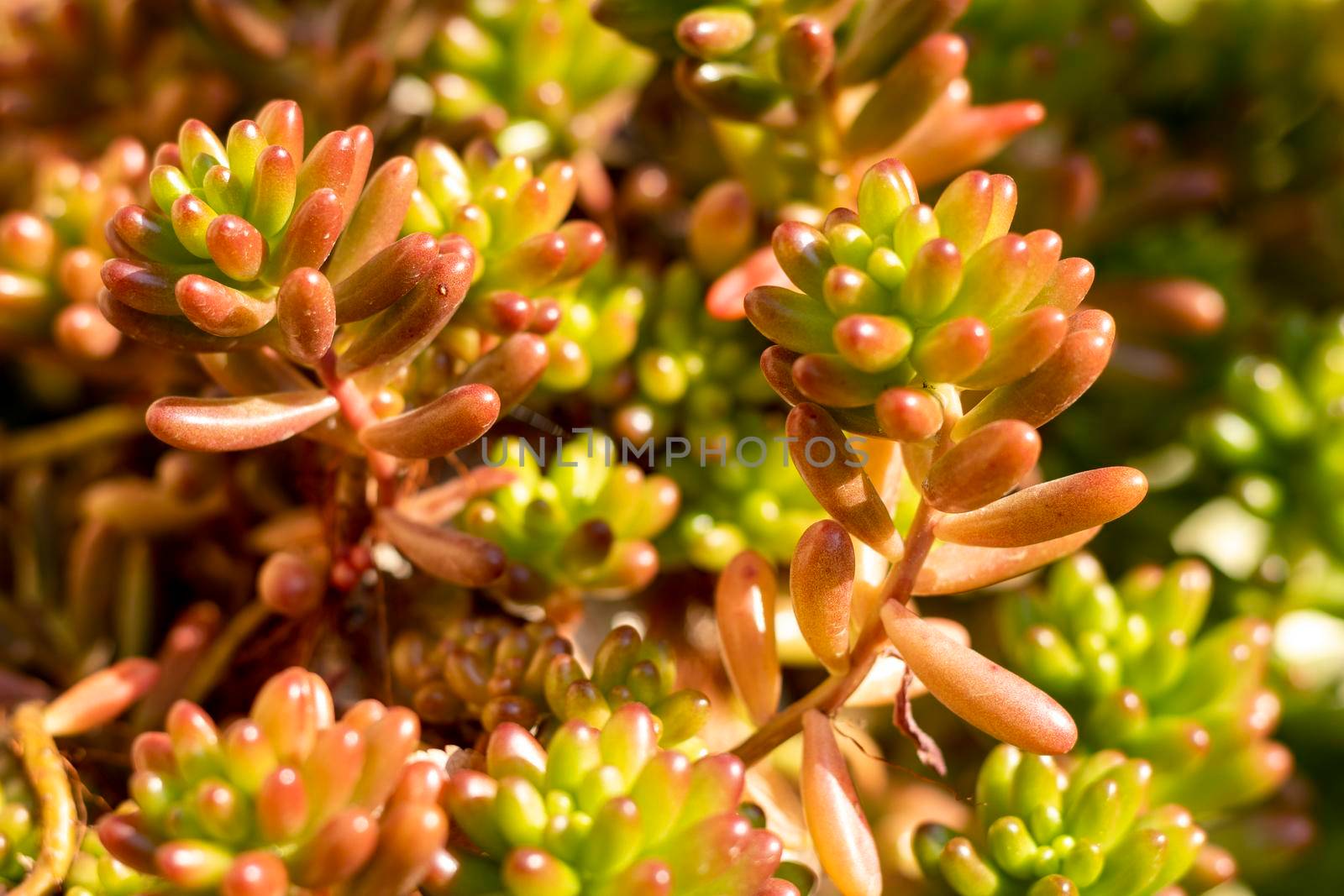 Beautiful orange color sedum rubrotinctum plants by Bilalphotos