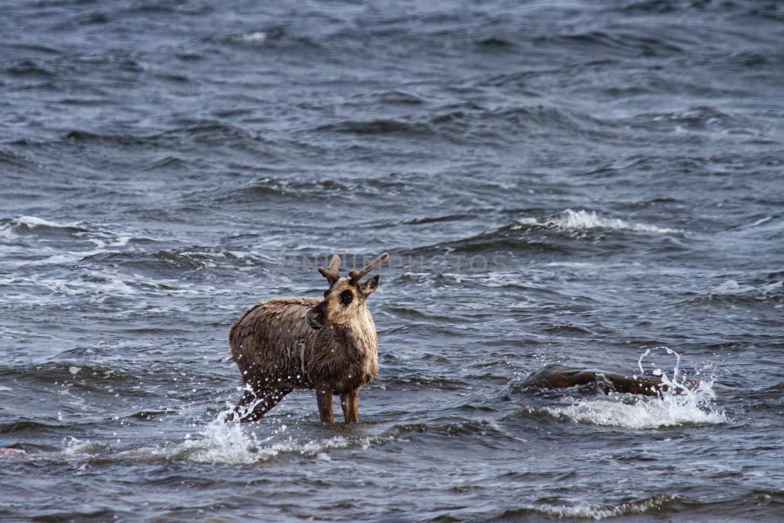 Young barren-ground caribou standing in water by Granchinho