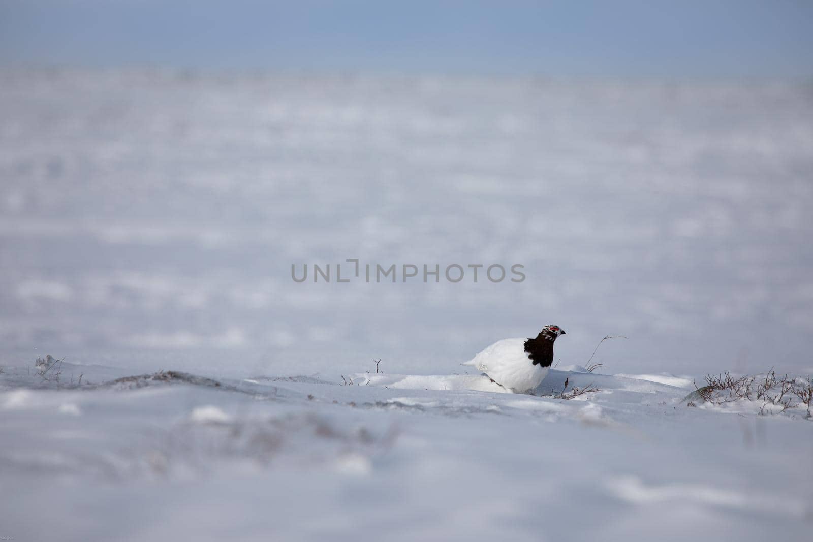 Adult male rock ptarmigan, Lagopus mutus, surveying its territory while sitting in snow with willow branches in the background, near Arviat, Nunavut