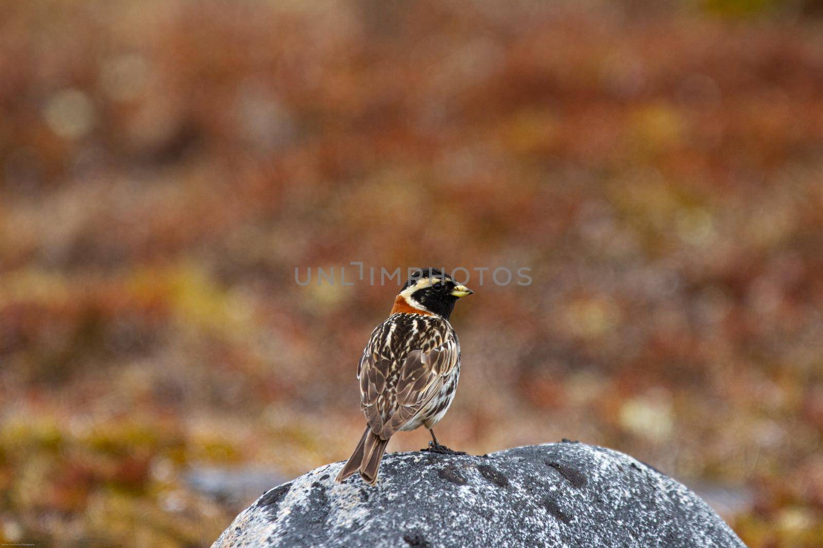 Lapland longspur bird standing on a rock with red tundra in the background, near Arviat, Nunavut Canada. High quality photo