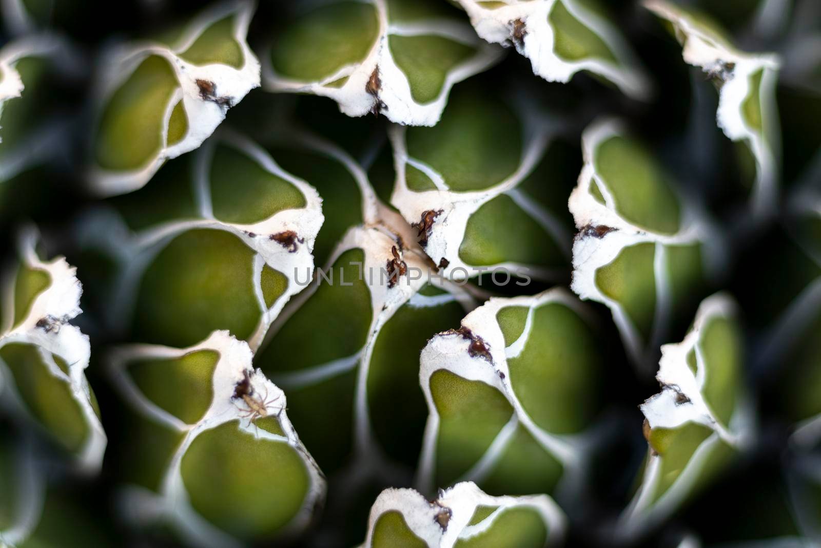 Closeup of a Royal agave plant