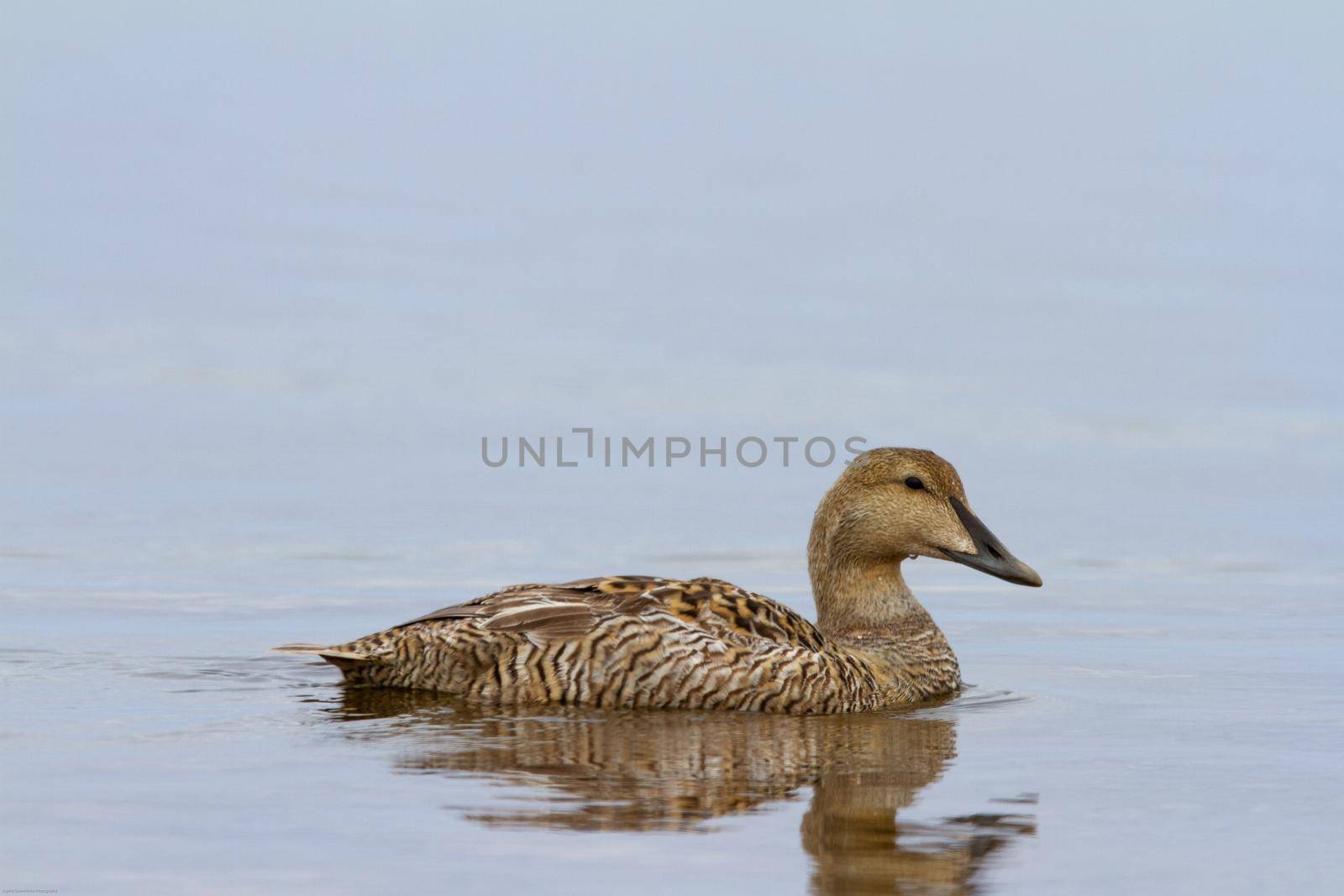 Female common eider duck swimming in a pond by Granchinho