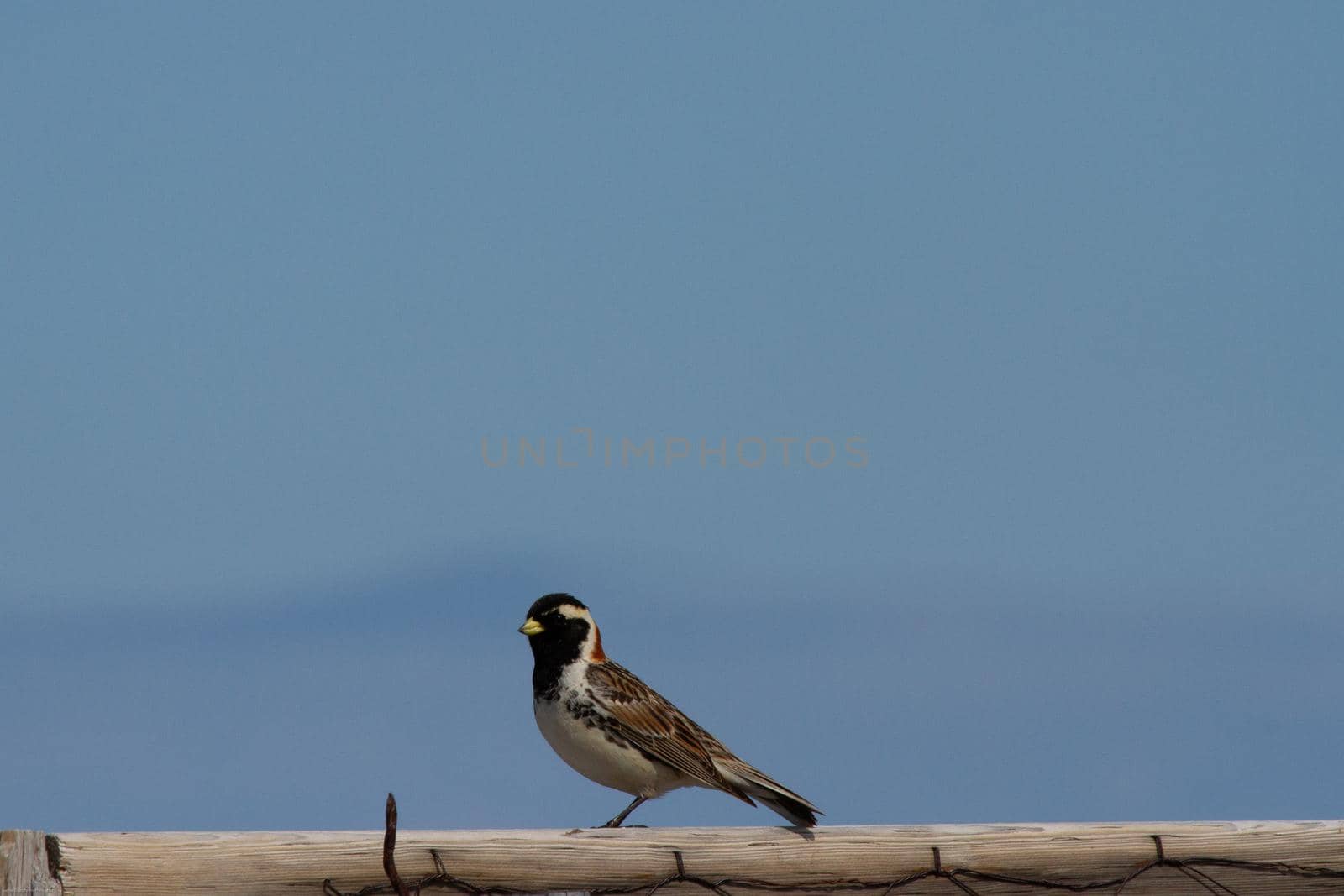 Lapland longspur bird standing on a post with blue skies in the background by Granchinho