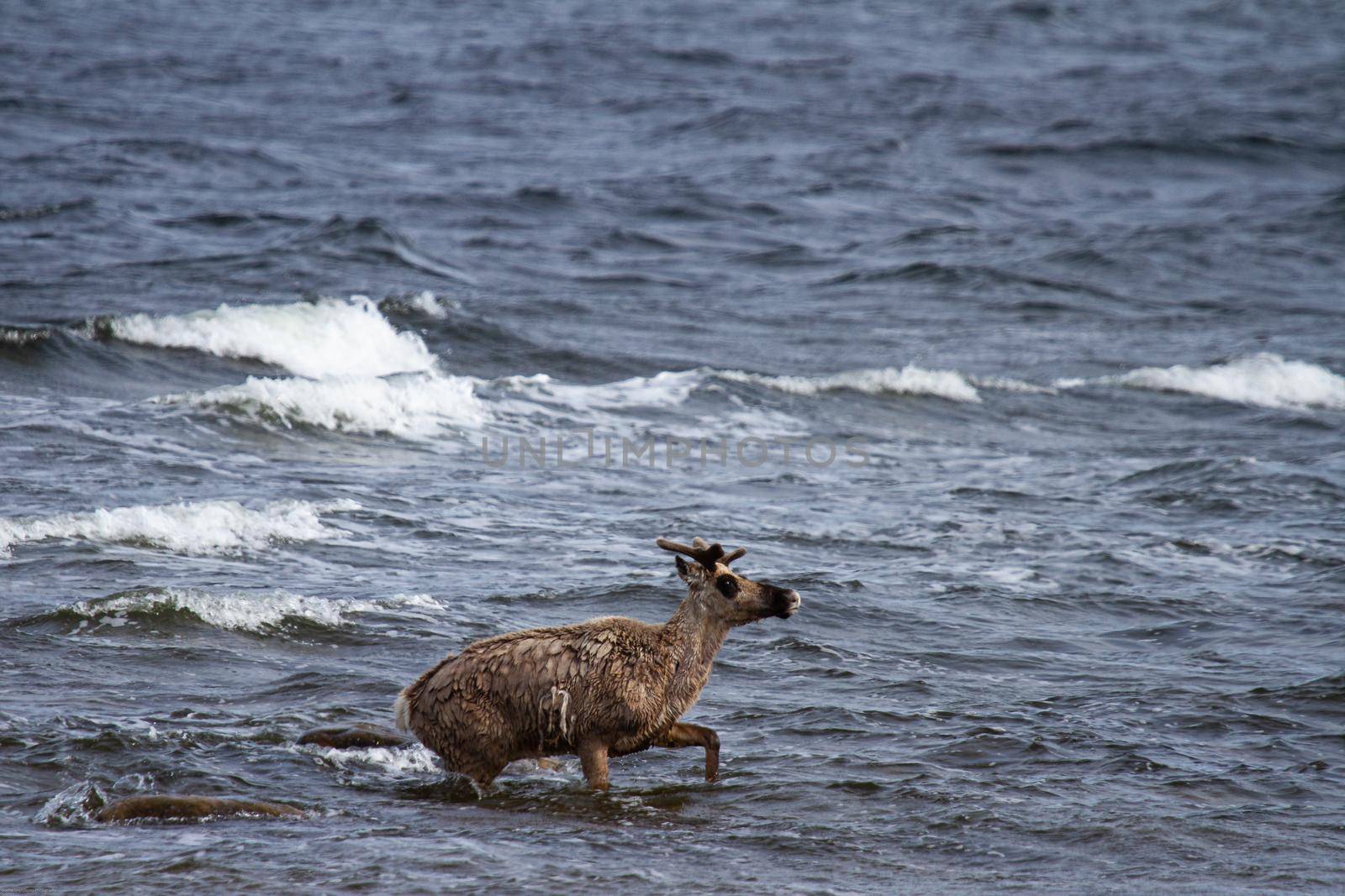 Young barren-ground caribou, rangifer tarandus groenlandicus, walking through water near Arviat Nunavut