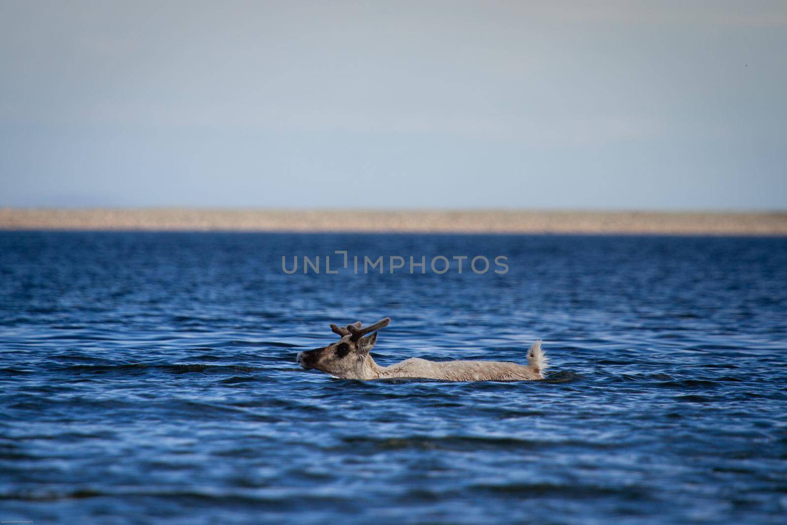 Young barren-ground caribou, rangifer tarandus groenlandicus, swimming through water by Granchinho
