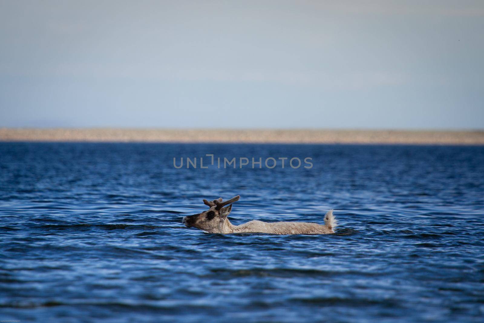 Young barren-ground caribou, rangifer tarandus groenlandicus, swimming through water near Arviat Nunavut