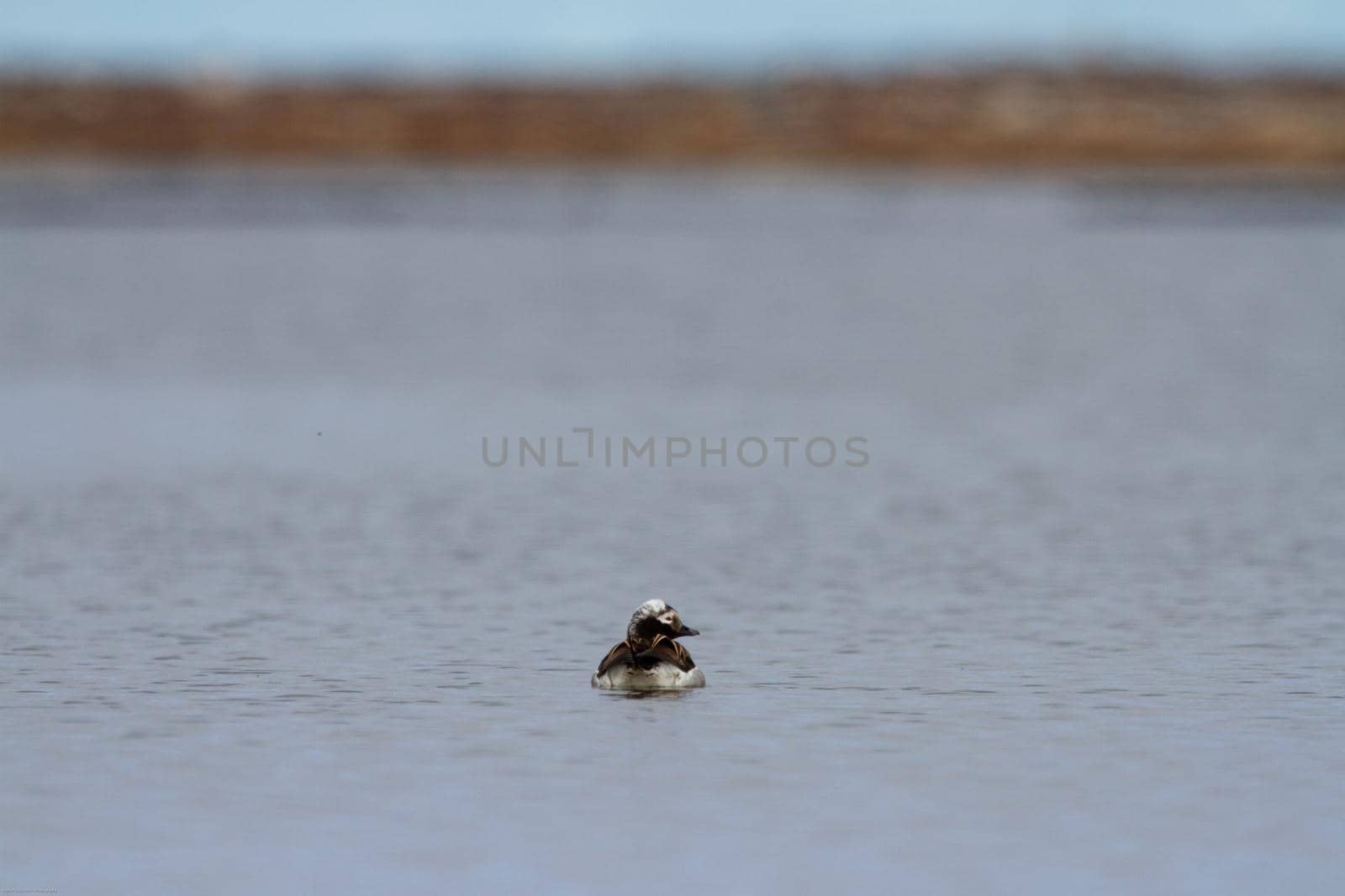 Back profile of a male long-tailed duck as it is swimming away by Granchinho