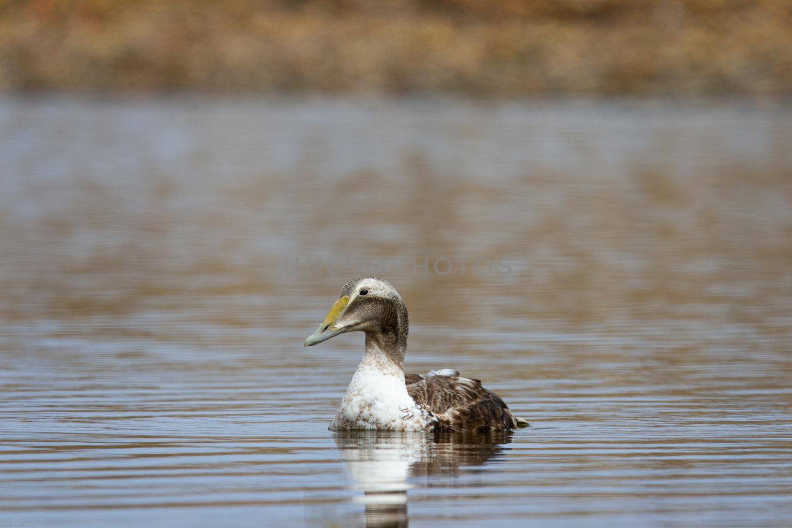 Young Male Common Eider Duck swimming in a small pond, near Arviat, Nunavut, Canada