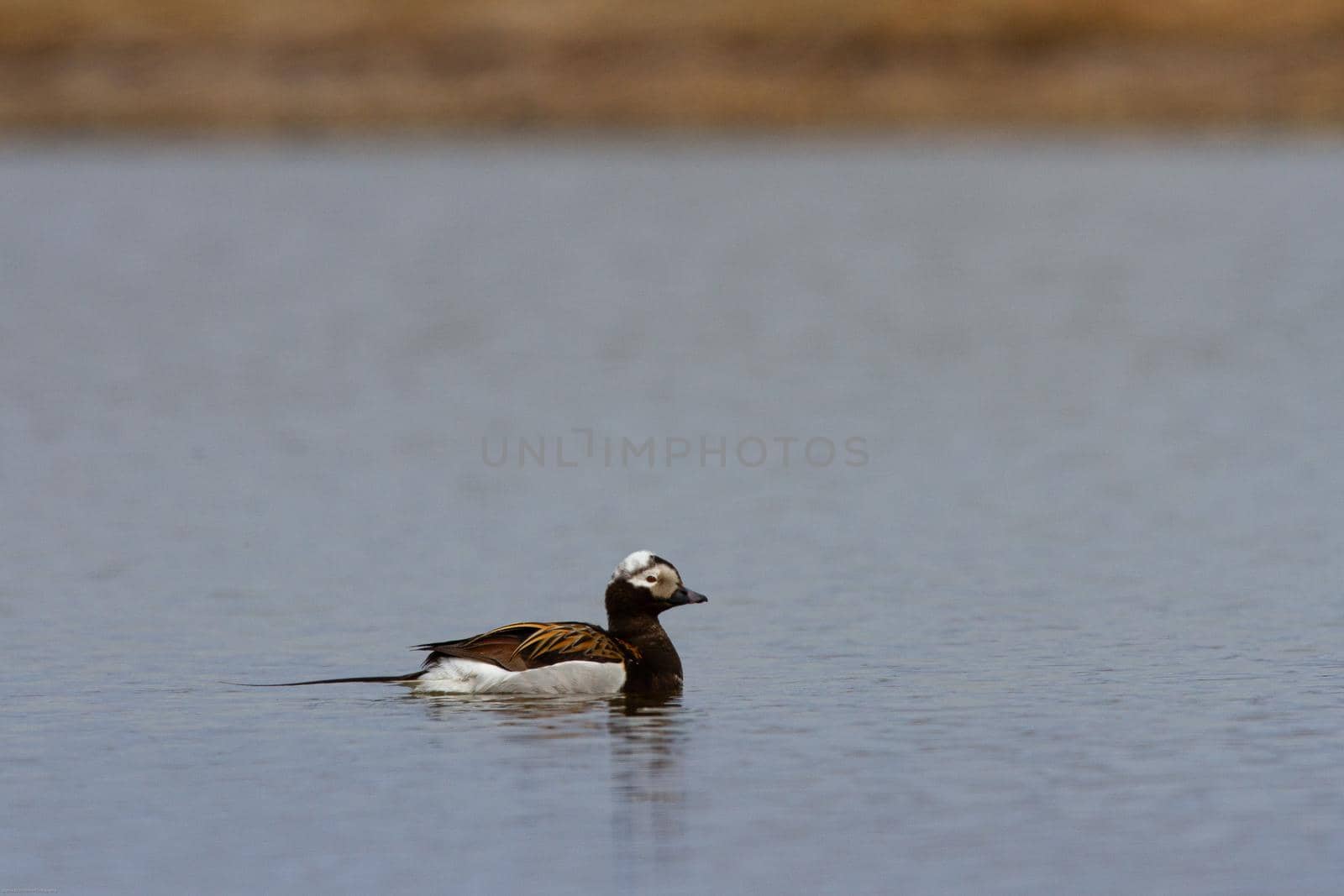 Male long-tailed duck swimming in a small pond, near Arviat, Nunavut Canada