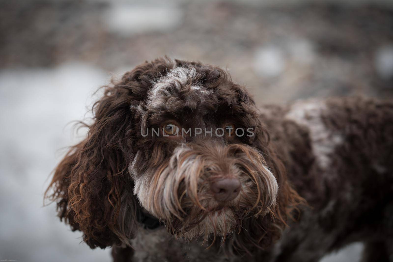 Close-up of a beautiful brown Australian Labradoodle dog staring