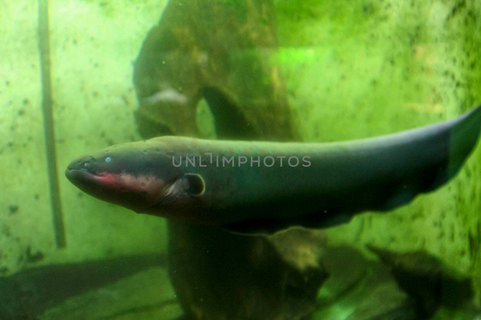 electric eel Electrophorus electricus from the Amazon river in the aquarium. High quality photo