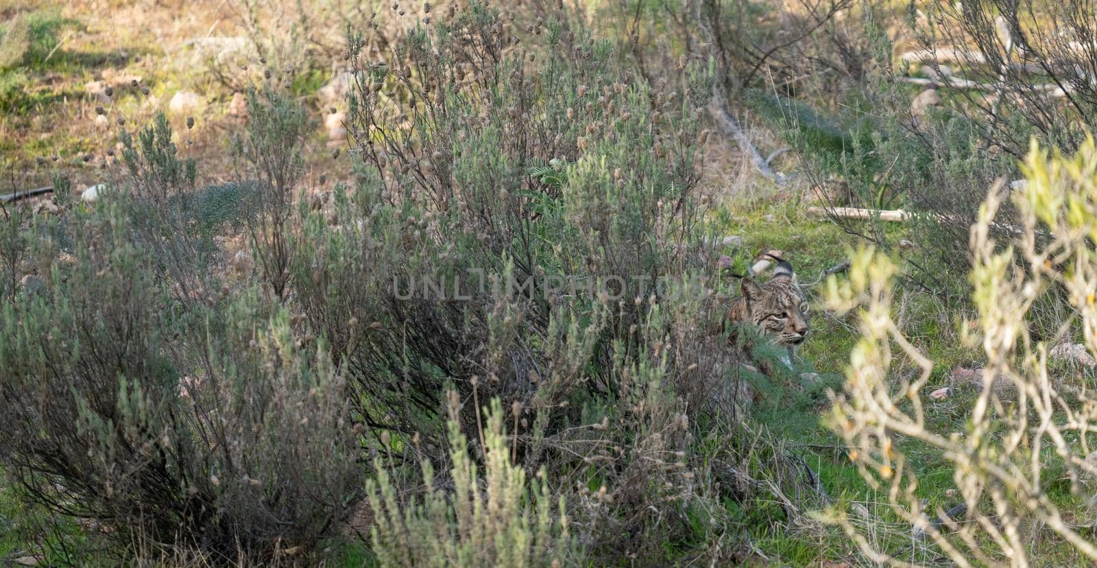 Iberian lynx quiet laid down behing the bush