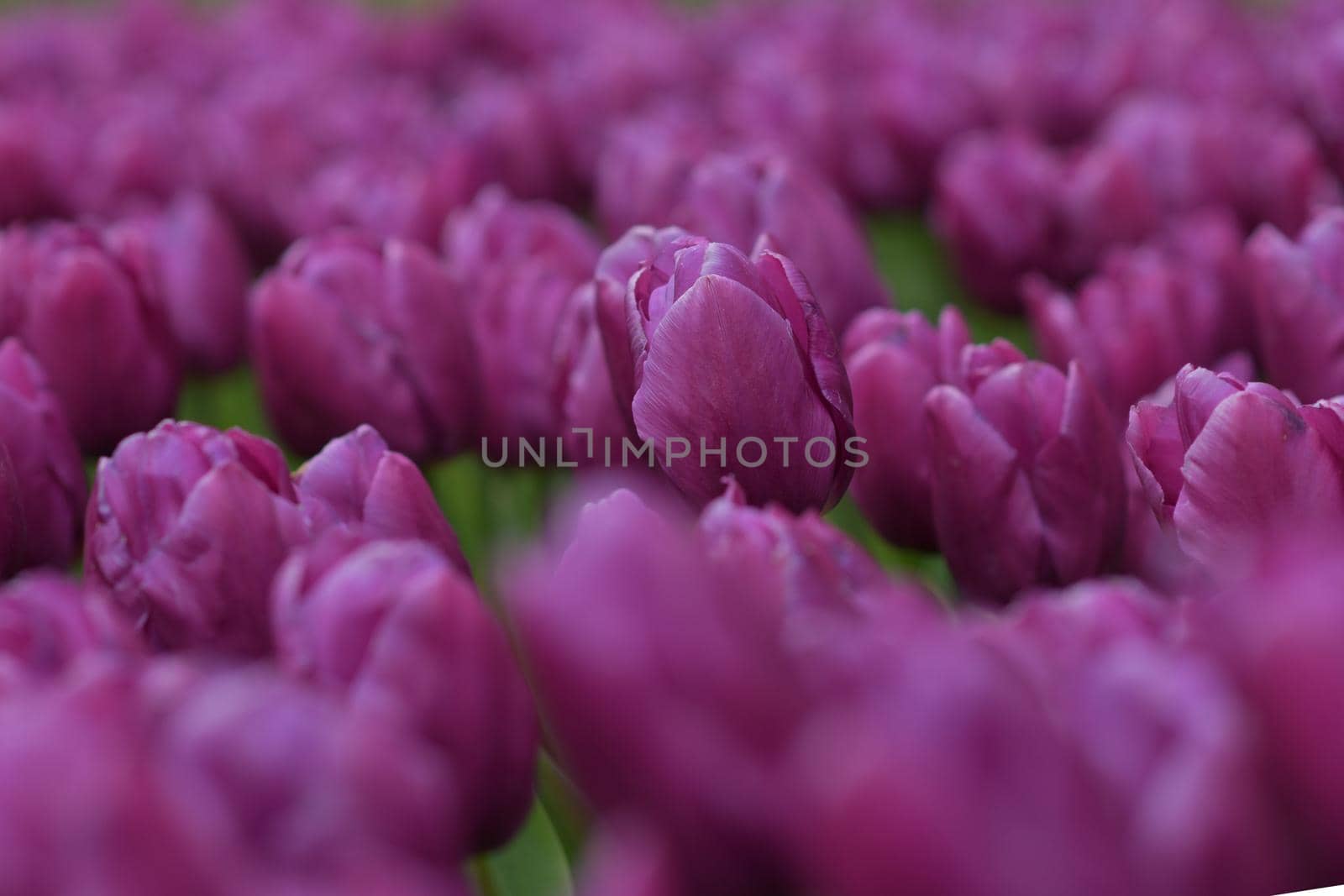 Purple tulips background in a park of Holland