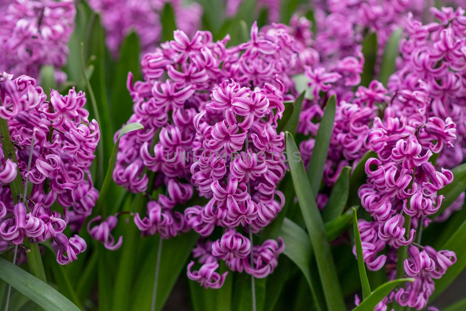 Pink hyacinths field Spring background Netherlands.