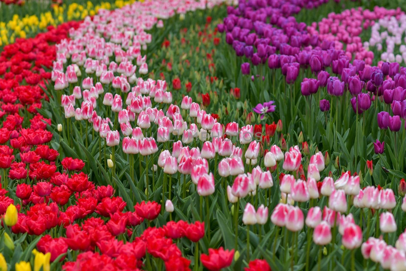 Multicolored tulip background in a park of Holland