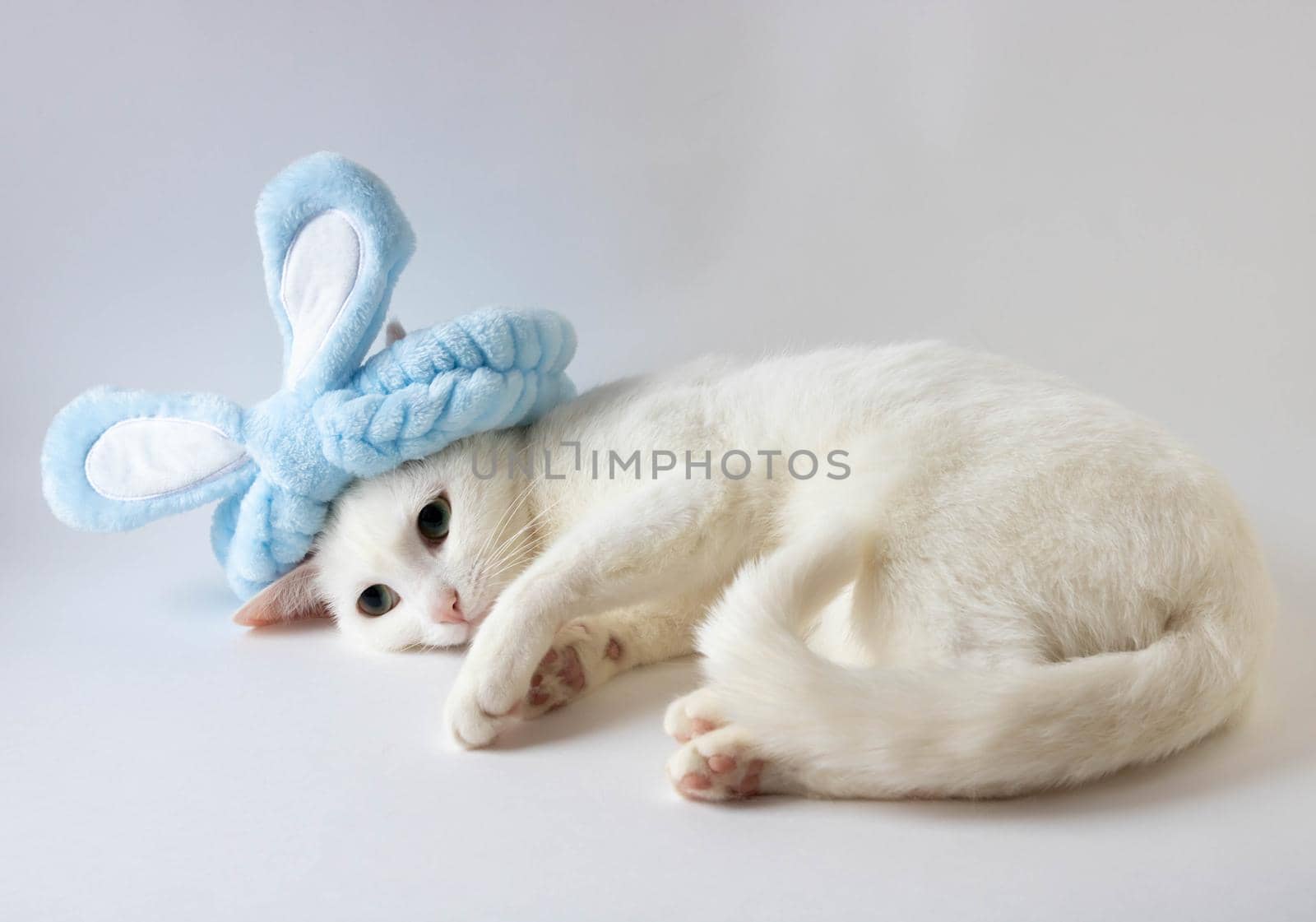 Easter white cat in bunny blue ears . Space for copying. Easter celebration. Happy Easter by lapushka62