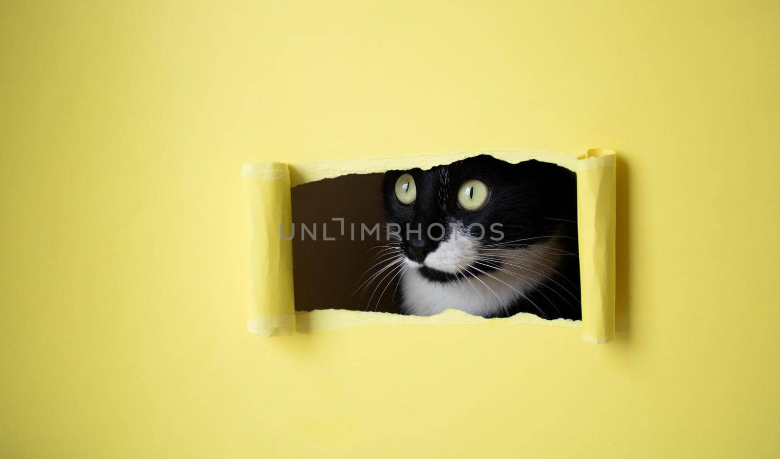 Cute black kitten with a white muzzle peeks into a rectangular hole on a yellow background by lapushka62