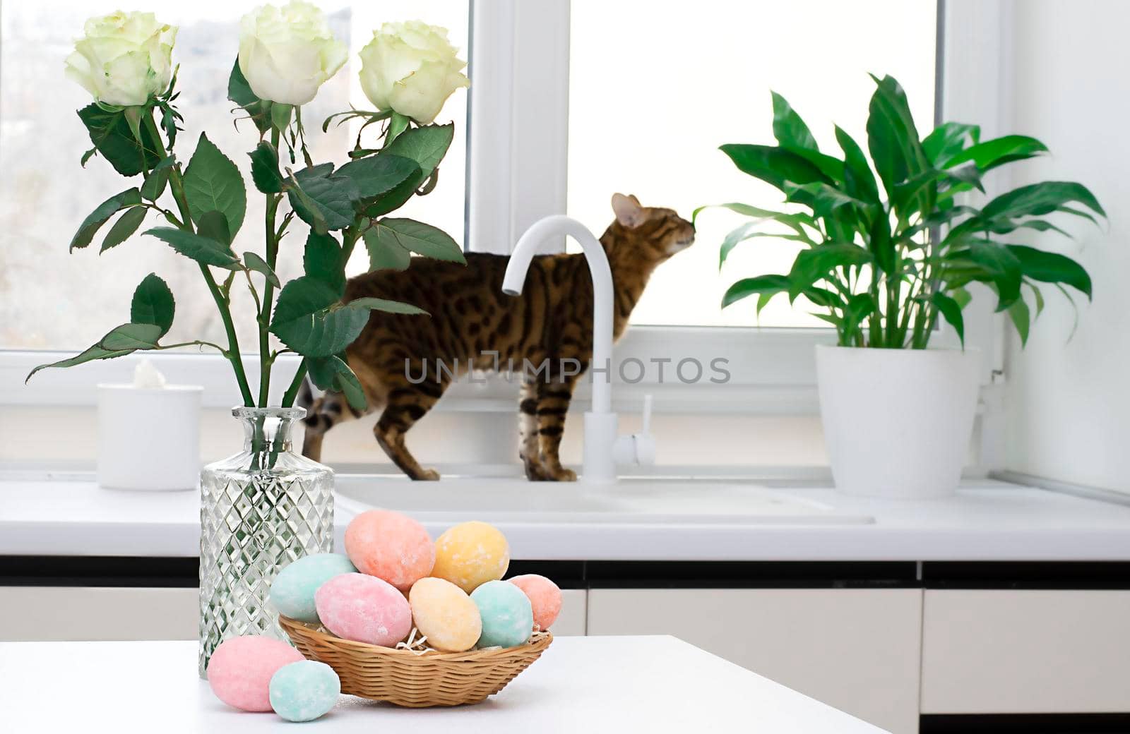 A wicker basket with multi-colored Easter eggs and a vase with white roses against the background of a Bengal cat by the window. Soft focus