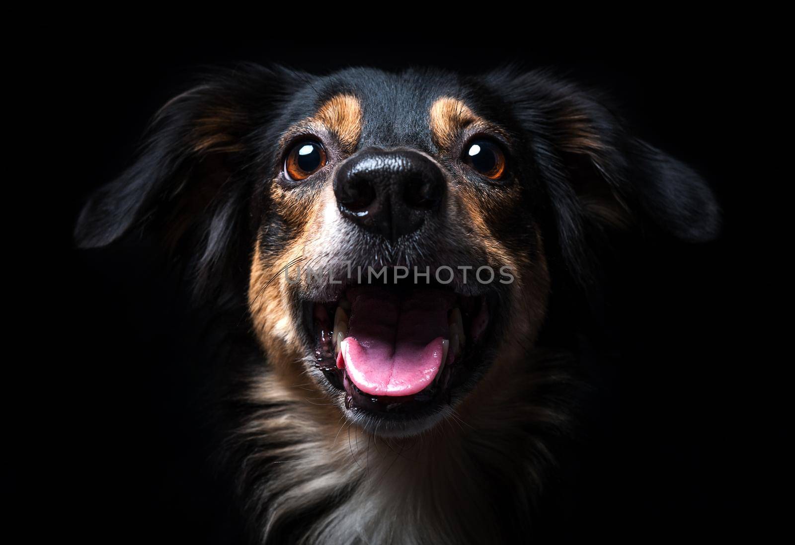 Portrait of Border collie isolated on black background