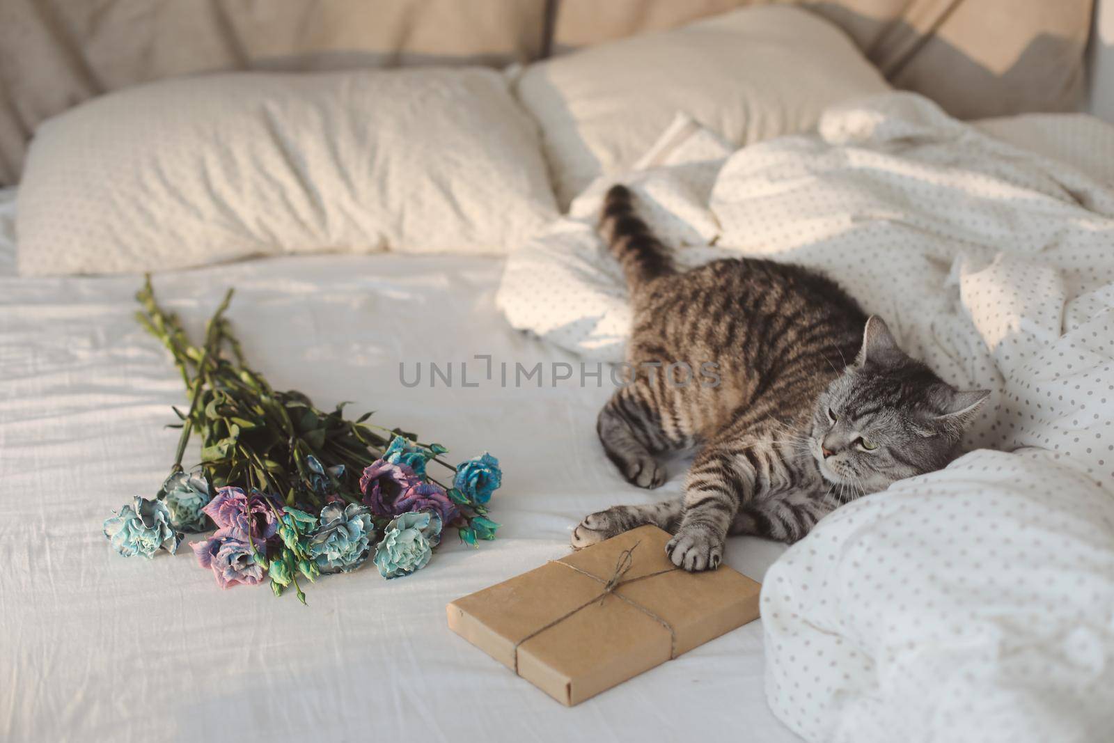 Romantic photo with a Scottish Straight gray cat in cozy bed with bouquet of blue and purple flowers. 