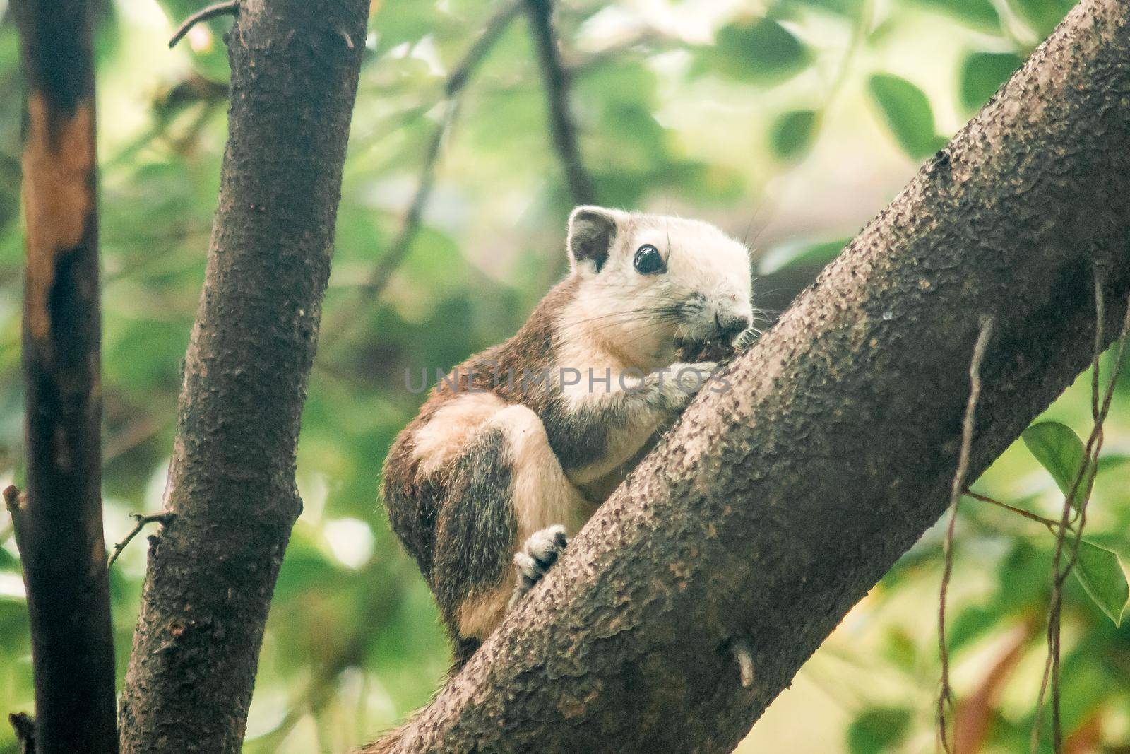 A squirrel on a branch
, Squirrels are small mammals with fur covering the entire body.