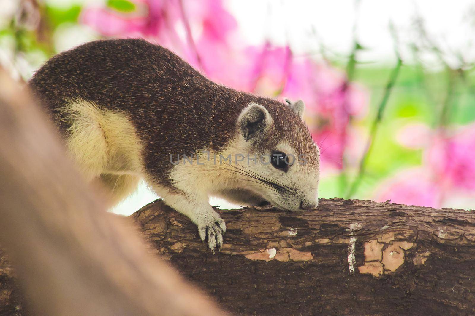 A squirrel on a branch
, Squirrels are small mammals with fur covering the entire body.