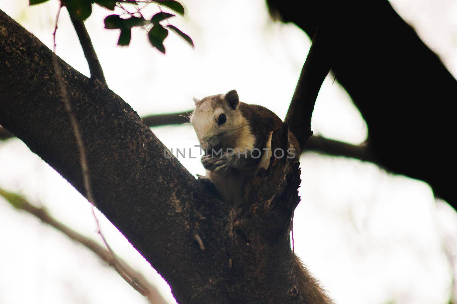 A squirrel on a branch
, Squirrels are small mammals with fur covering the entire body.