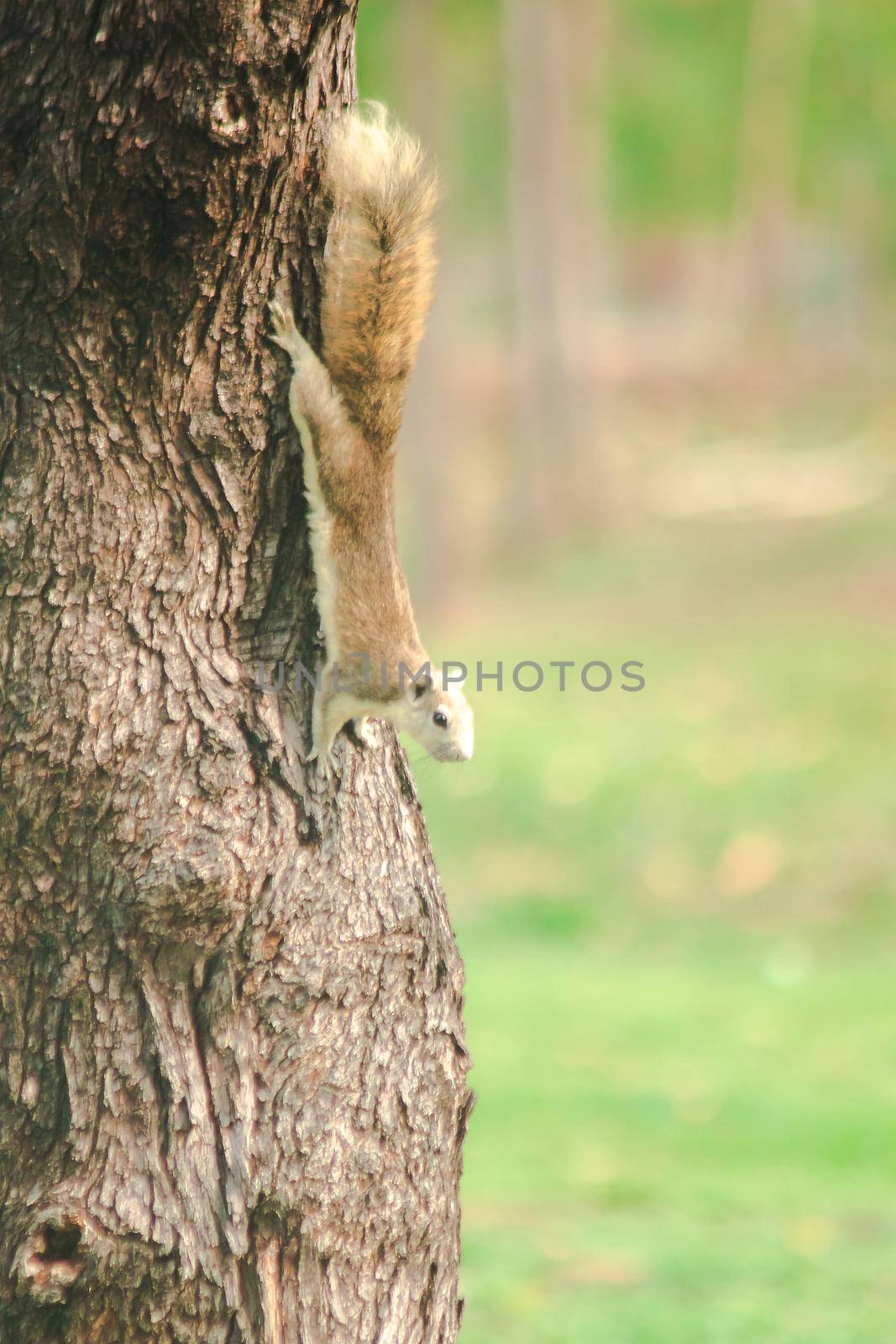 A squirrel on a branch
, Squirrels are small mammals with fur covering the entire body.