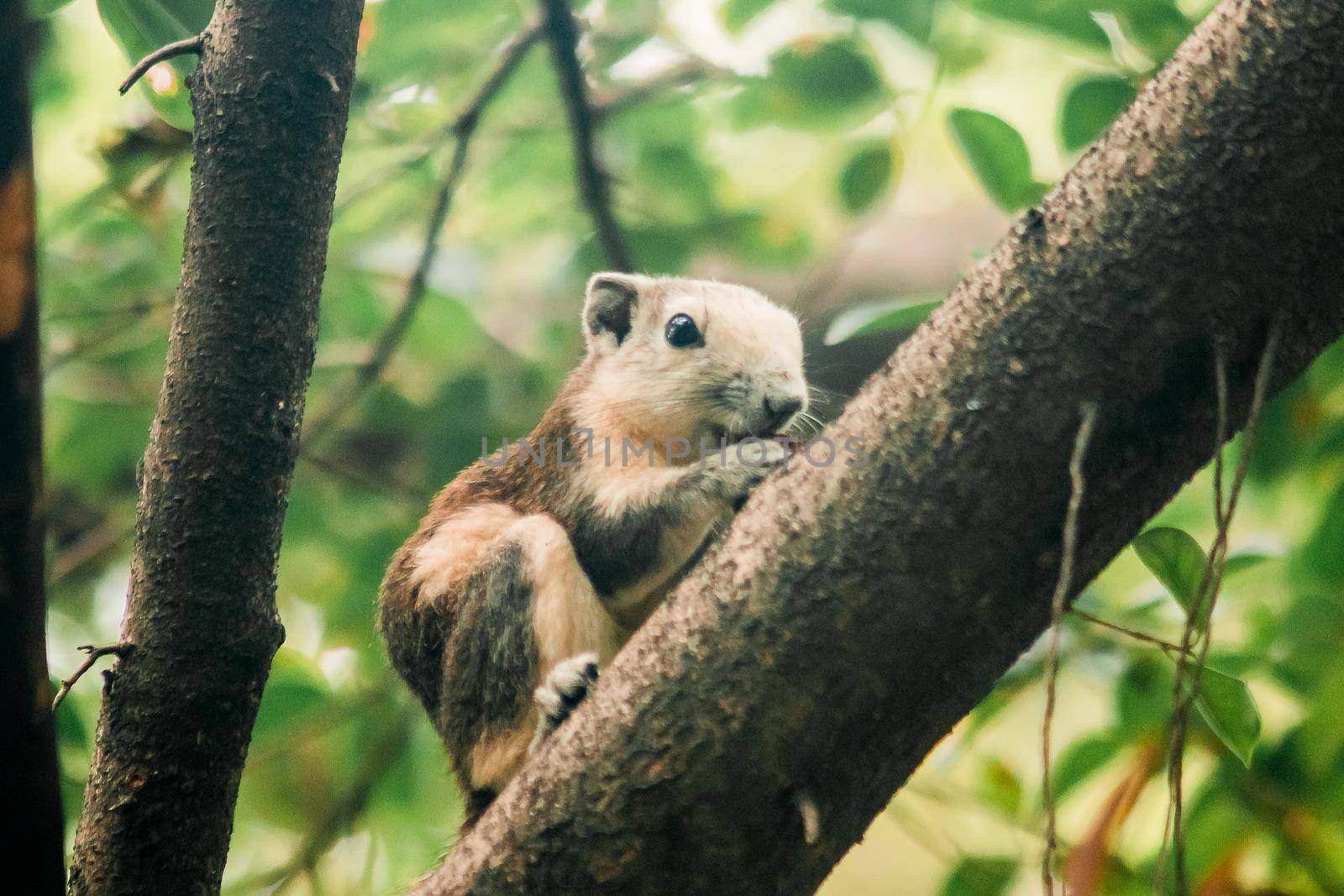 A squirrel on a branch
, Squirrels are small mammals with fur covering the entire body.