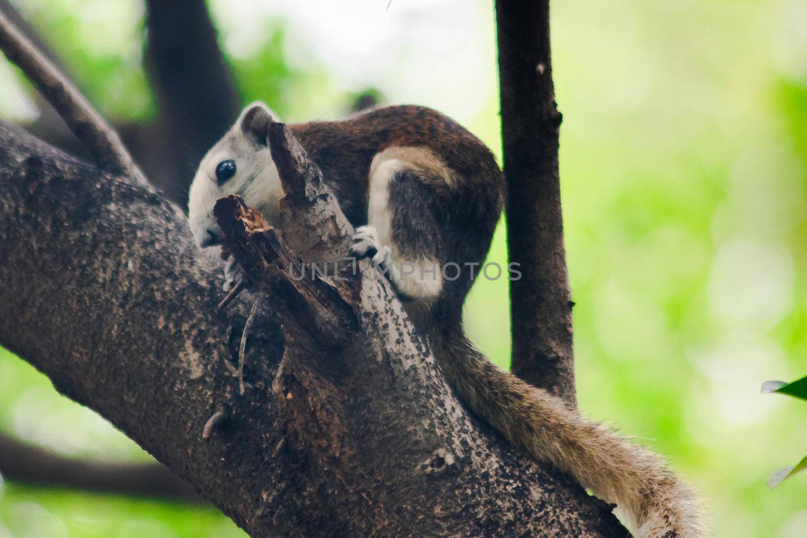 A squirrel on a branch
, Squirrels are small mammals with fur covering the entire body.