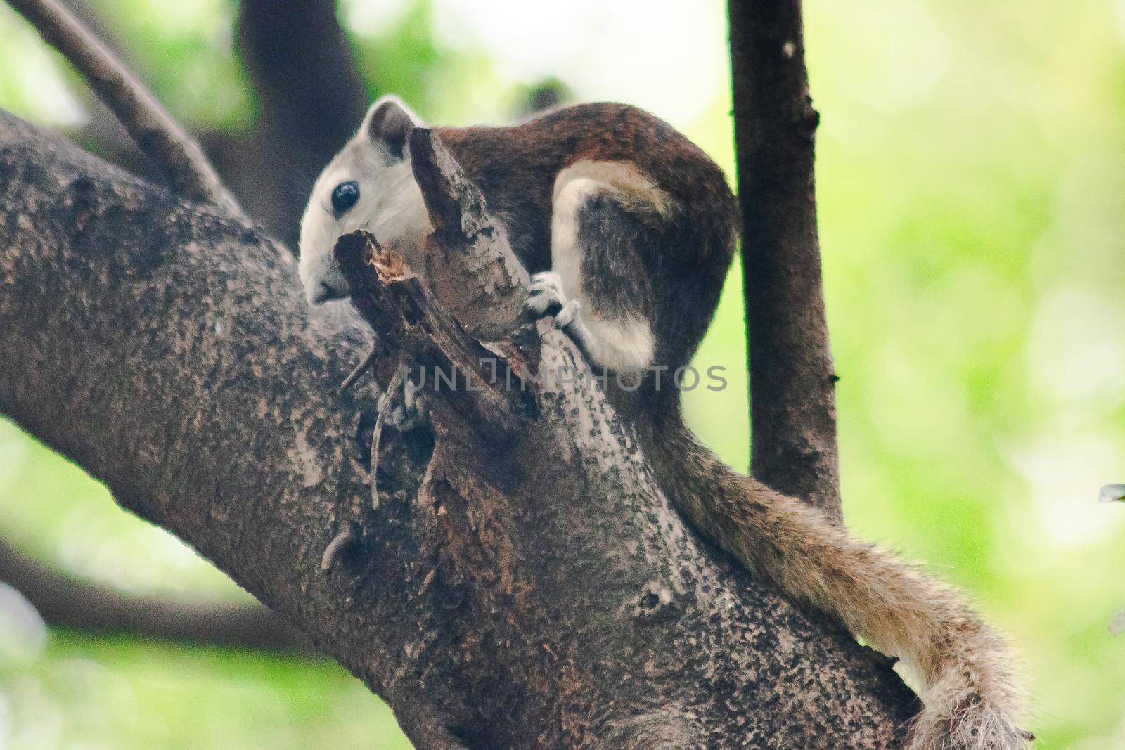 A squirrel on a branch
, Squirrels are small mammals with fur covering the entire body.